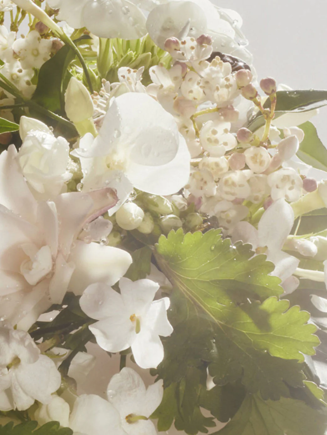 Cacharel Noa Eau de Toilette - Image 5