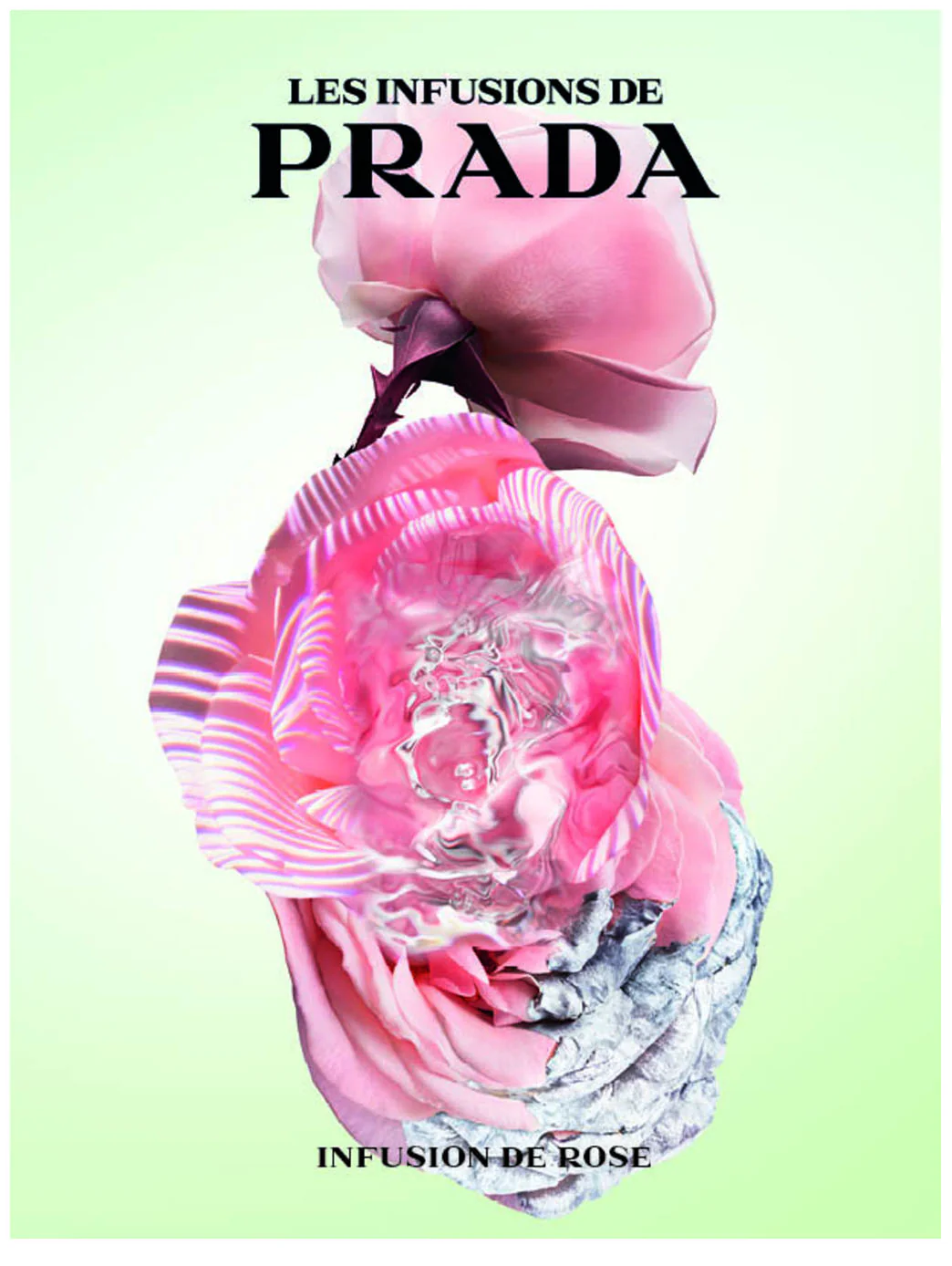 Prada Infusion de Rose Eau de Parfum 100 ml - Image 5