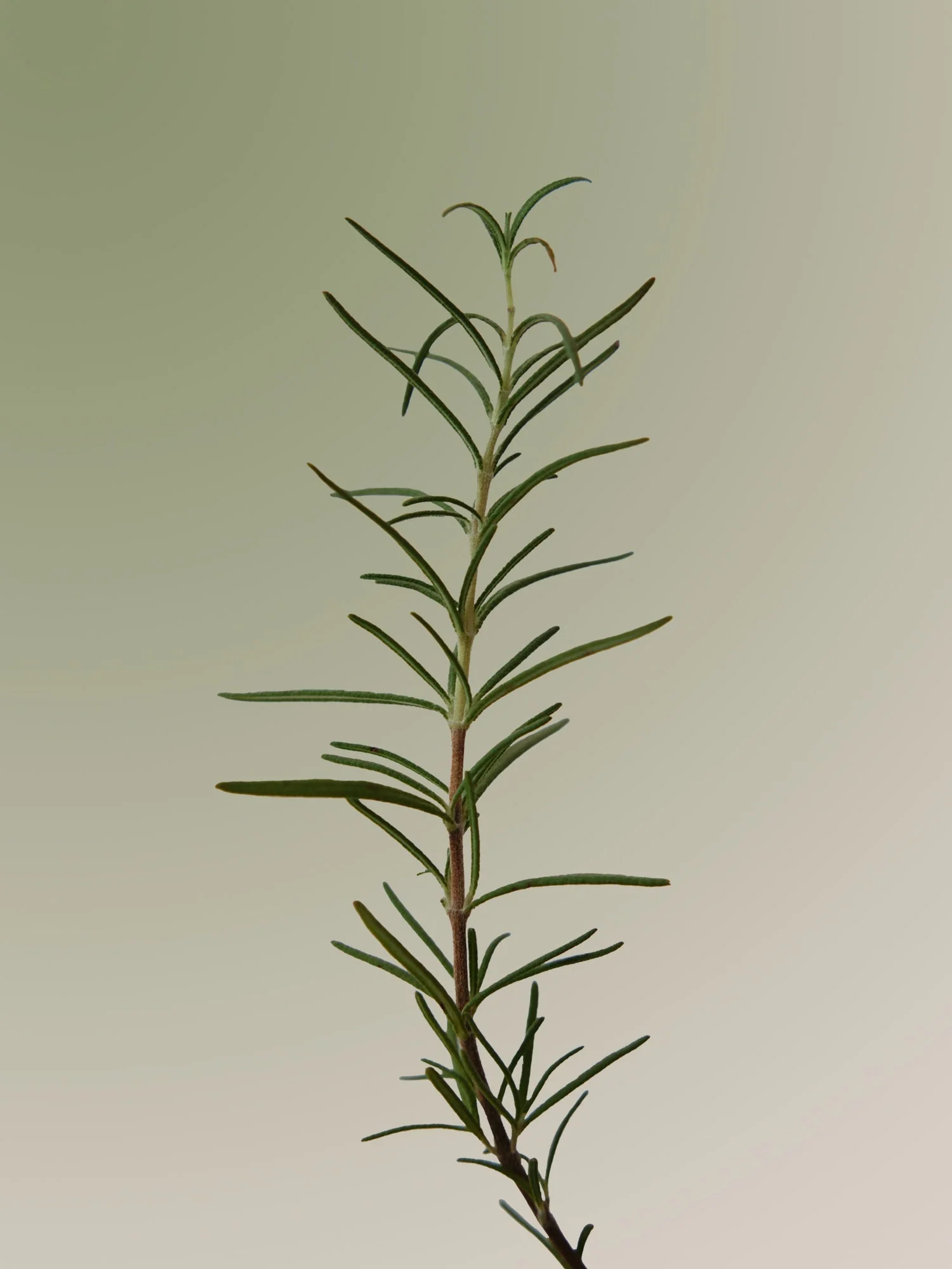 Aromatica Rosemary shampoo 30 ml - Image 9